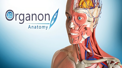  Зображення 3D Organon Anatomy 